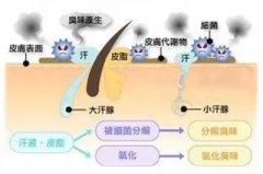 <b>腋臭远了，爱更近了！狐臭，汗臭统统都不要</b>